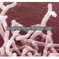 BB-G90 Bifidobacterium bifidum